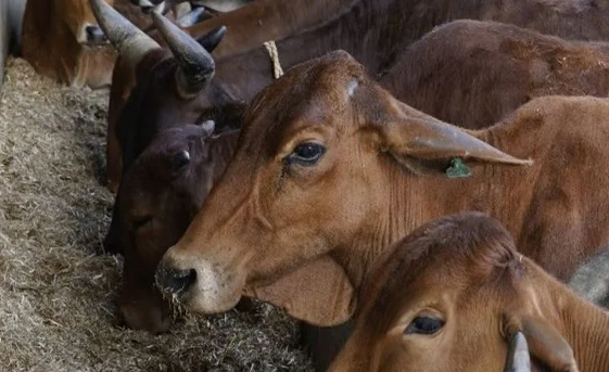 cow